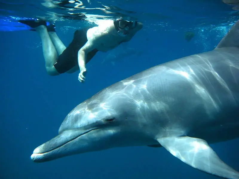 swimming with dolphins